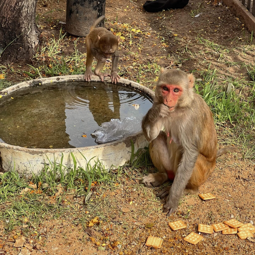 Mother and baby monkey in Amber Fort, India