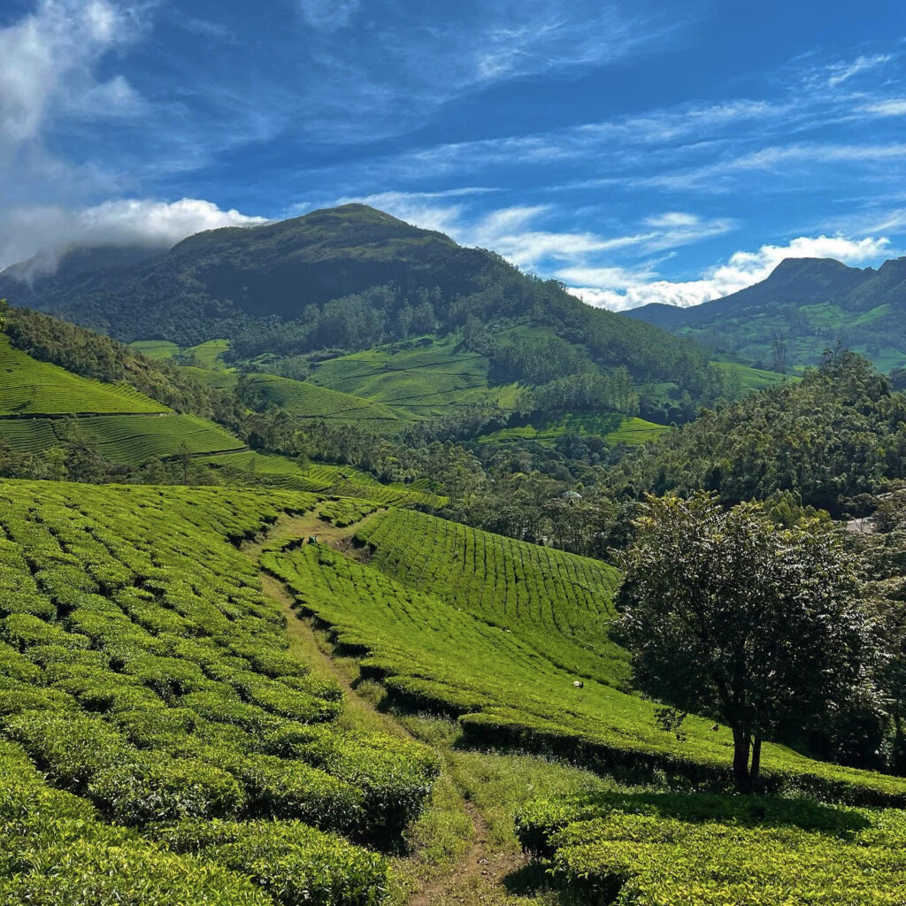 Tea plantation tour in Kerala, India